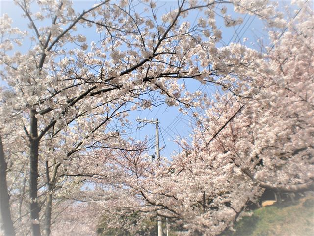桜背景1