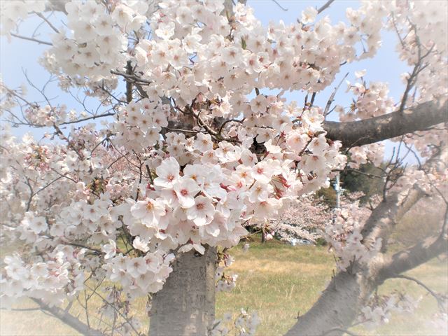 桜背景２